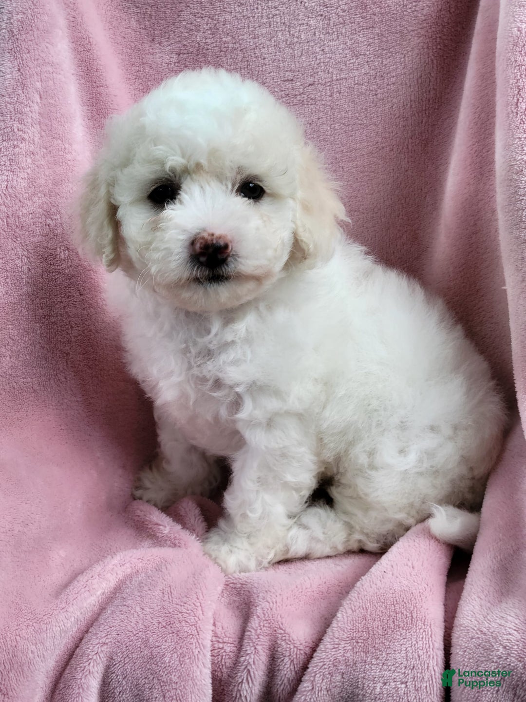 Bichpoo dogs for sale: Ella - Image 6
