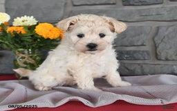Maltipoo dogs for sale: Bingo - Image 4