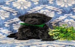 Yorkiepoo dogs for sale: Logen Toy Size - Image 4