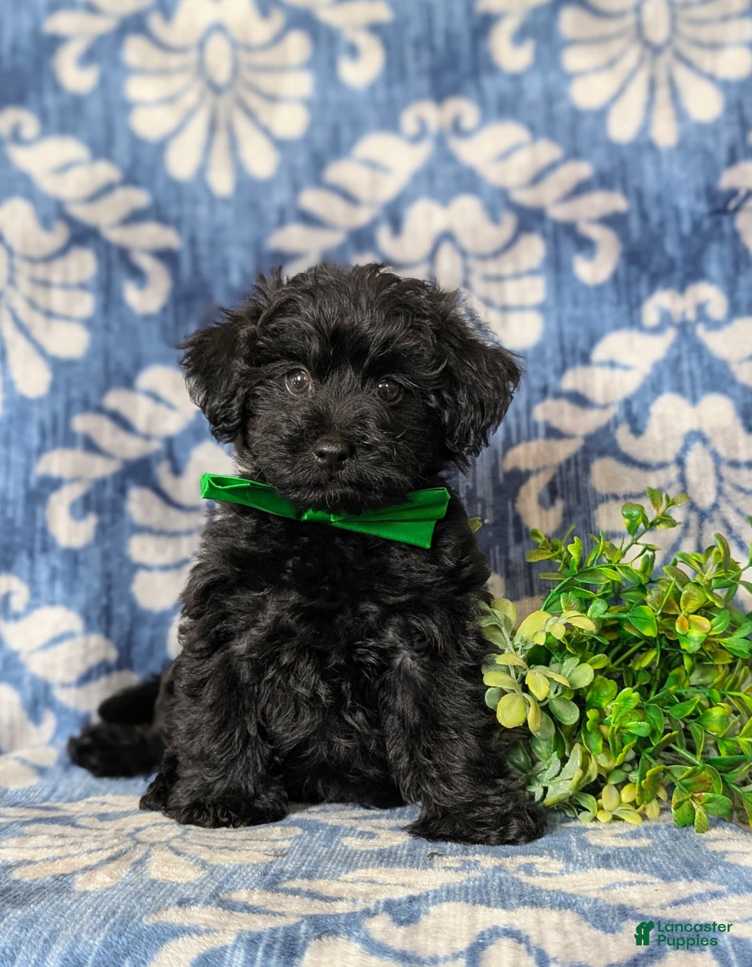 Yorkiepoo dogs for sale: Logen Toy Size - Image 4