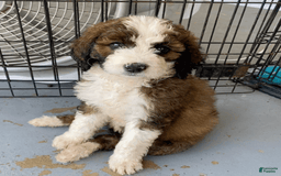 Bernedoodle dogs for sale: Baby Brith - Image 1