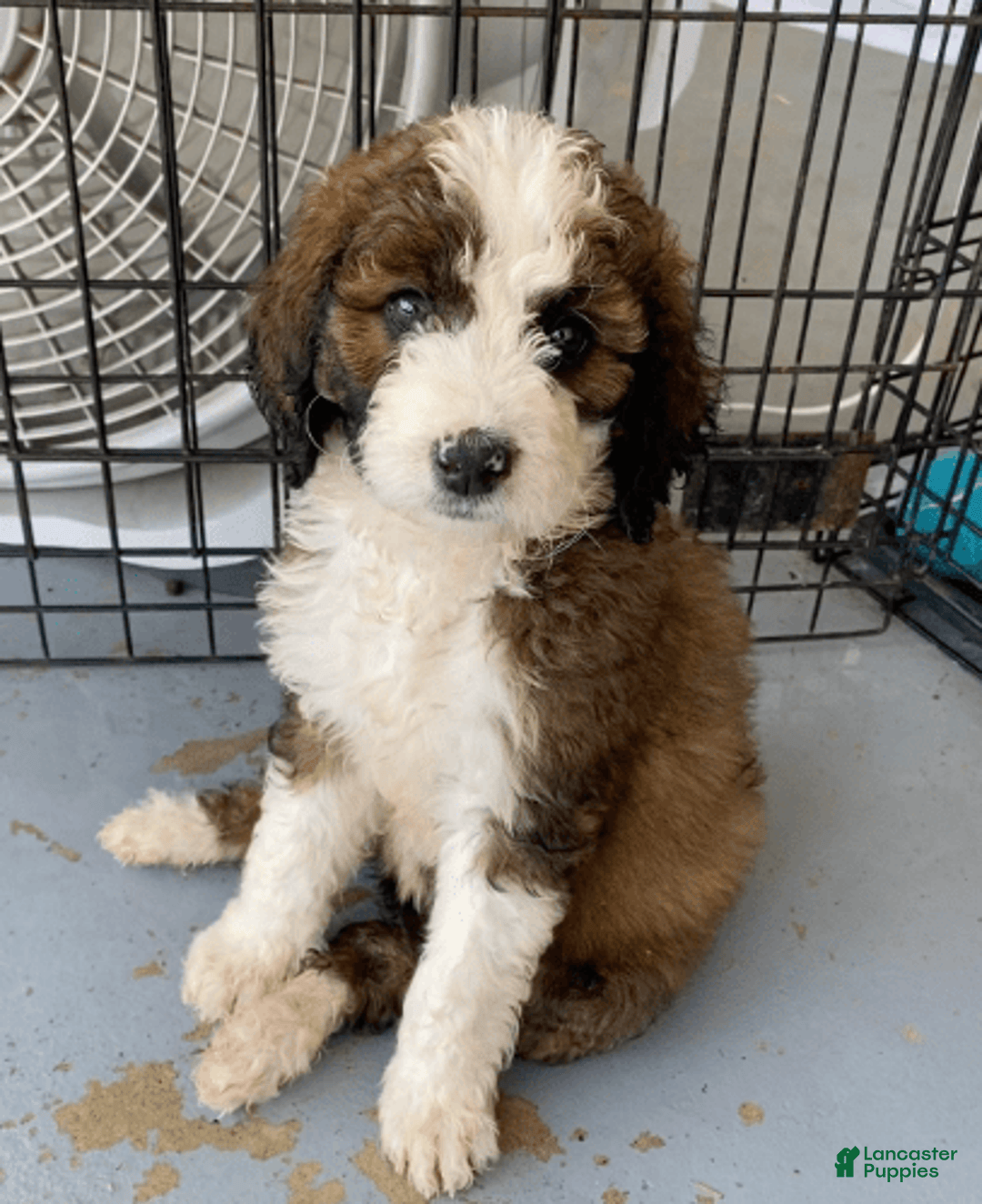 Bernedoodle dogs for sale: Baby Brith - Image 1
