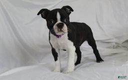 Boston Terrier dogs for sale: Knoxx - Image 1