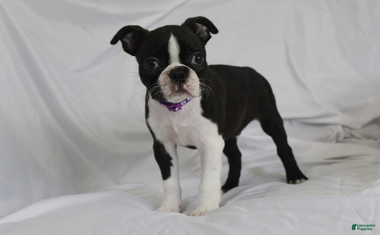 Boston Terrier dogs for sale - Ad 1