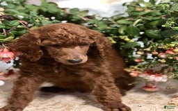 Standard Poodle dogs for sale: Tucker - Image 3