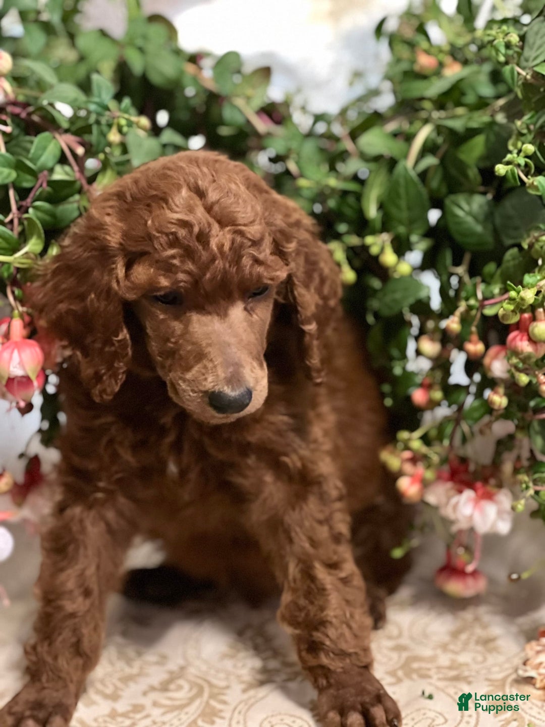 Standard Poodle dogs for sale: Tucker - Image 3