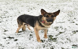 German Shepherd dogs for sale: Marshall - Image 6