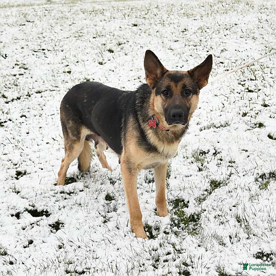 German Shepherd dogs for sale: Marshall - Image 6