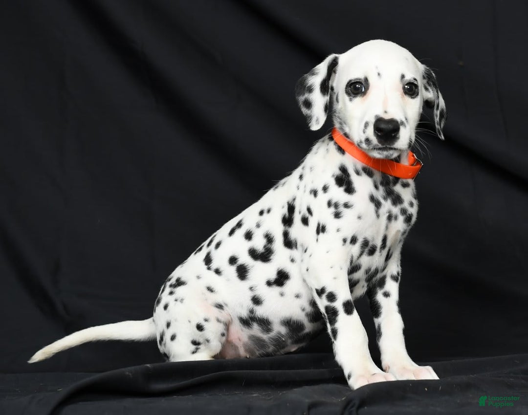 Dalmatian dogs for sale: Donna - Image 9