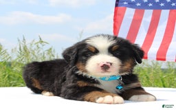 Bernese Mountain Dog dogs for sale: Whiskey - Image 1