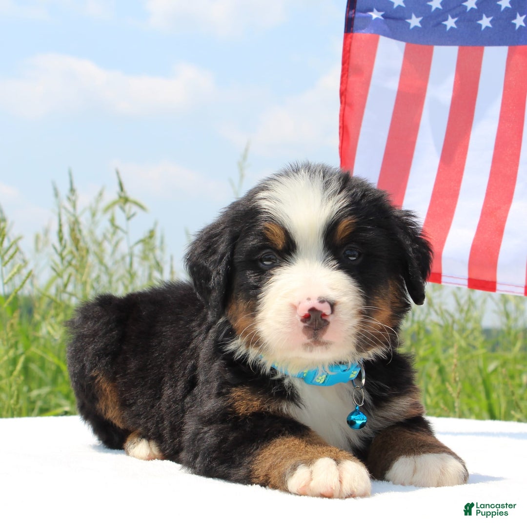 Bernese Mountain Dog dogs for sale: Whiskey - Image 1