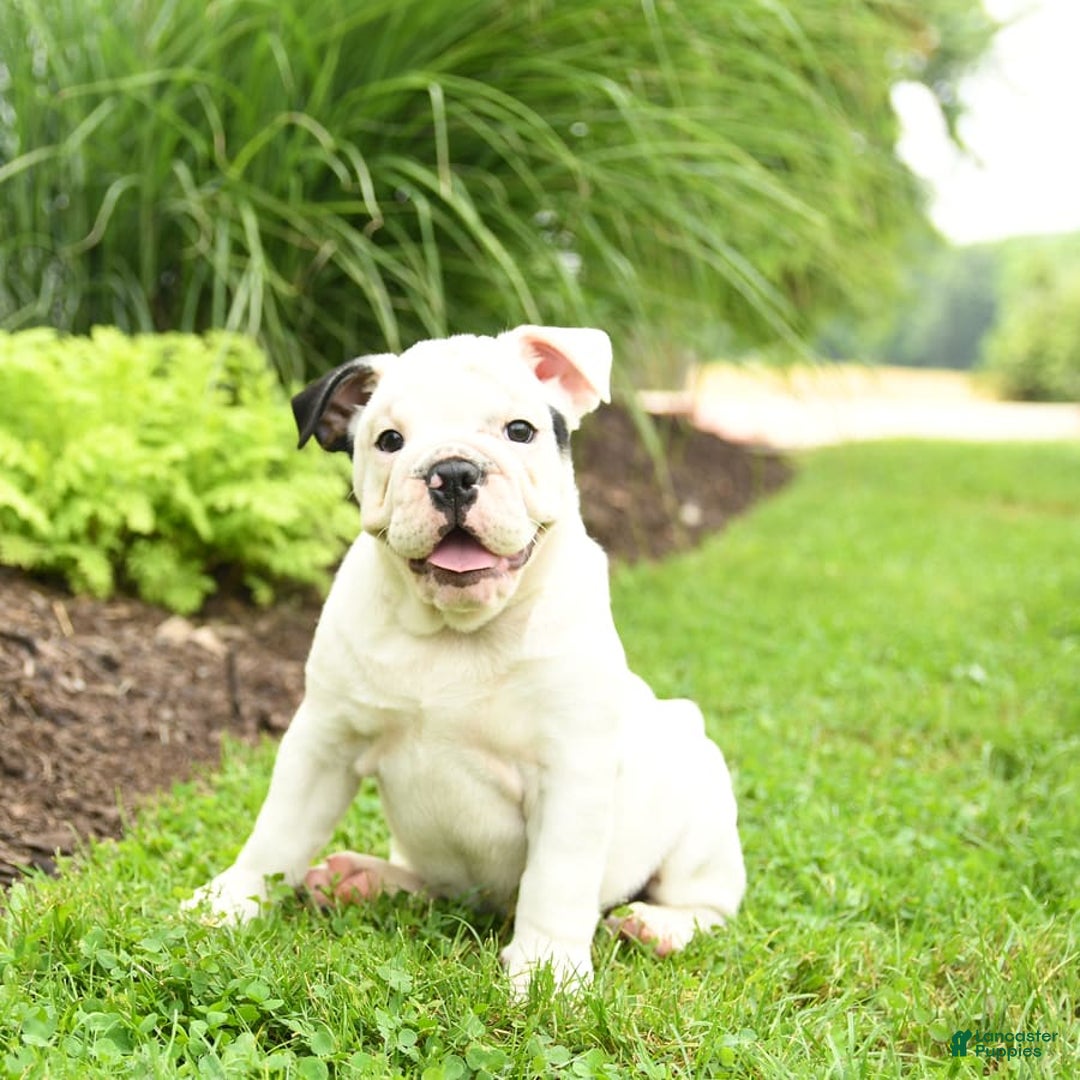 English Bulldog dogs for sale: Tessa - Image 1