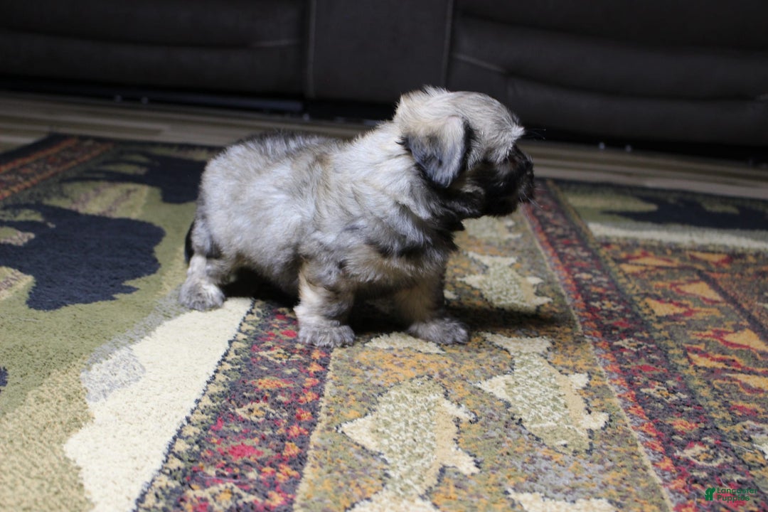 Havanese dogs for sale: Charlie - Image 1