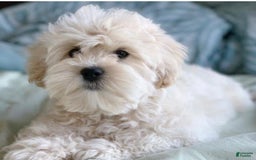 West Highland Terrier dogs for sale: Bruno - Image 5