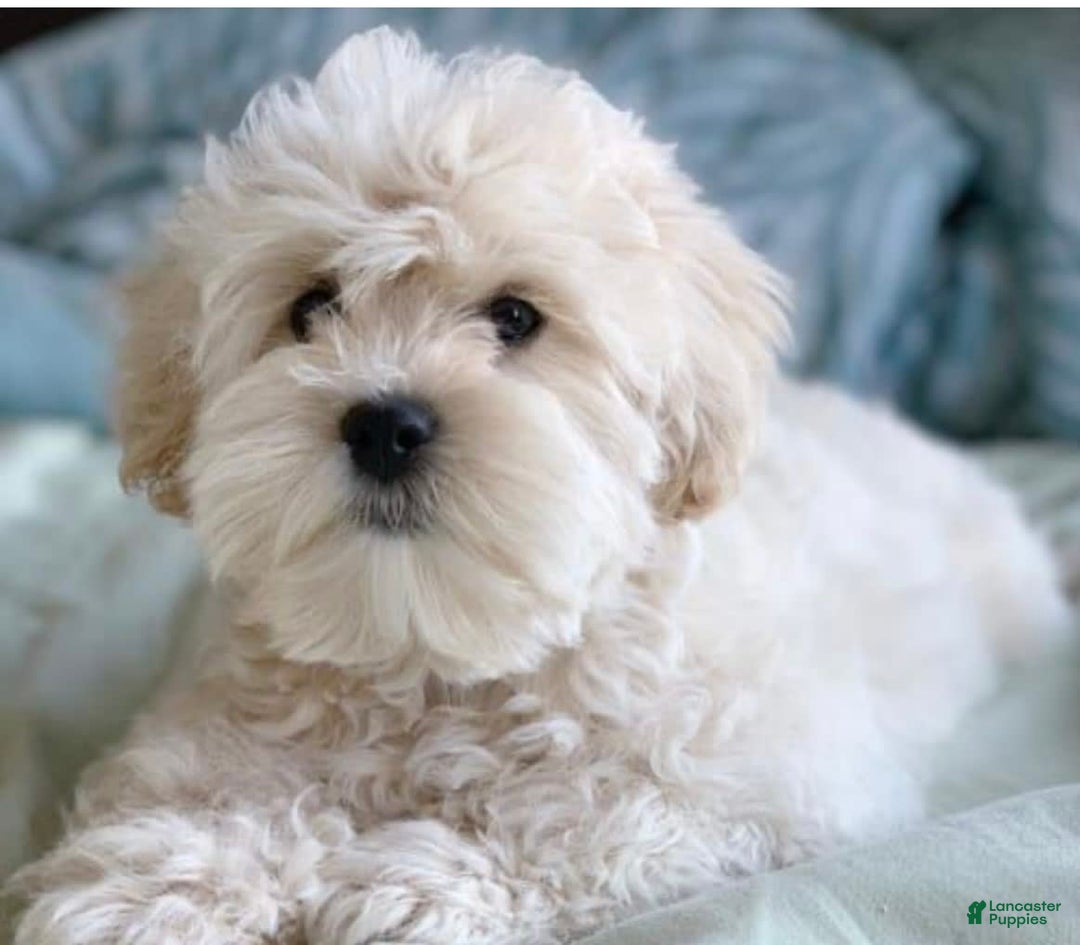 West Highland Terrier dogs for sale: Bruno - Image 5