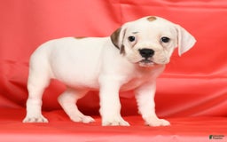 Beabull dogs for sale: Kelly - Image 7