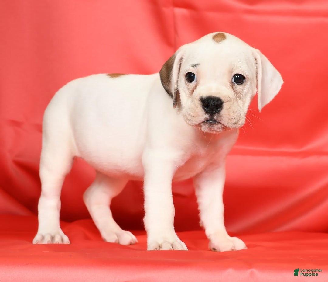 Beabull dogs for sale: Kelly - Image 7
