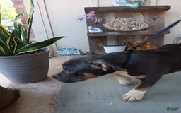 American Bully dogs for sale: Rose Col - Image 14