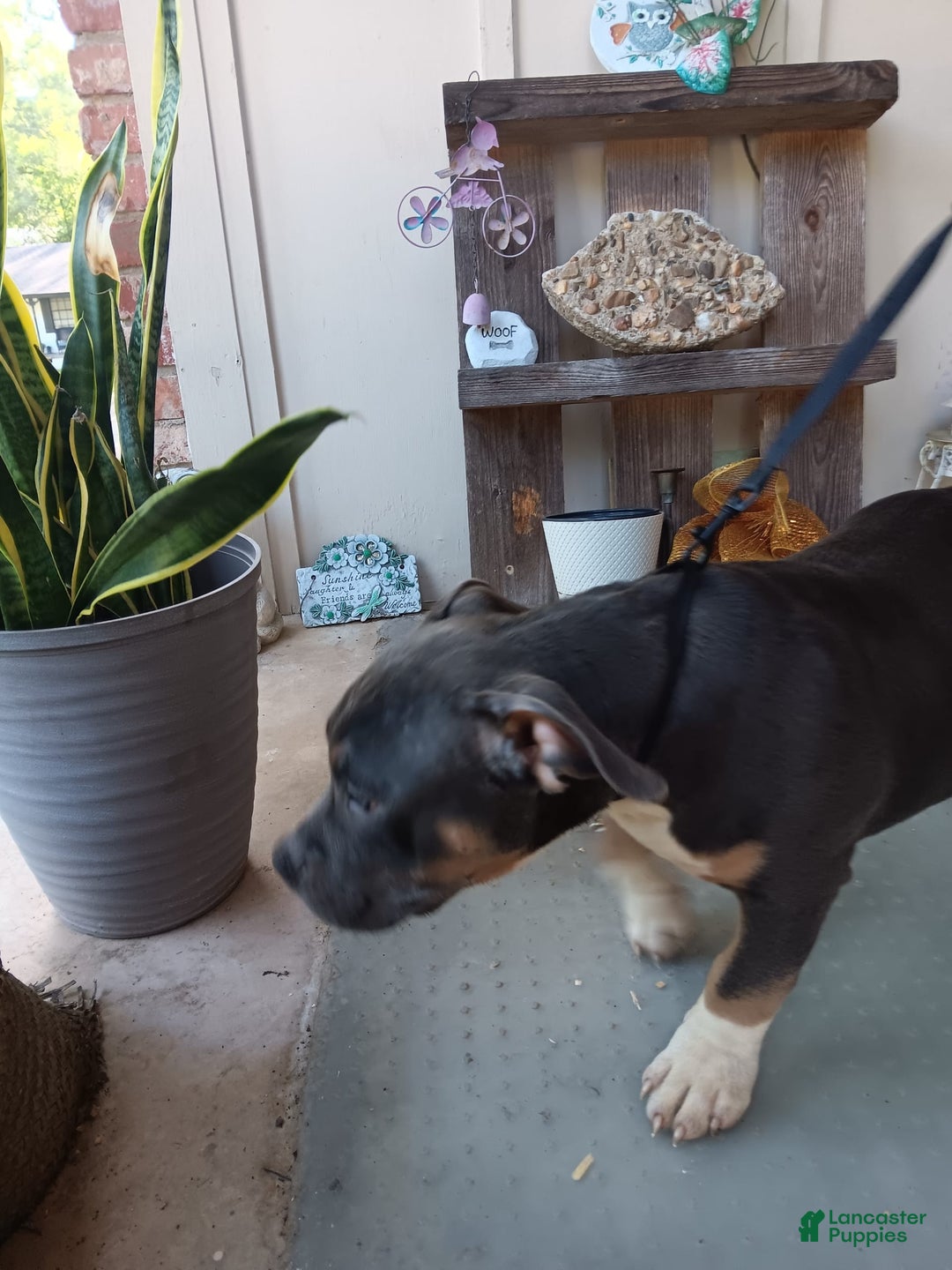 American Bully dogs for sale: Rose Col - Image 14