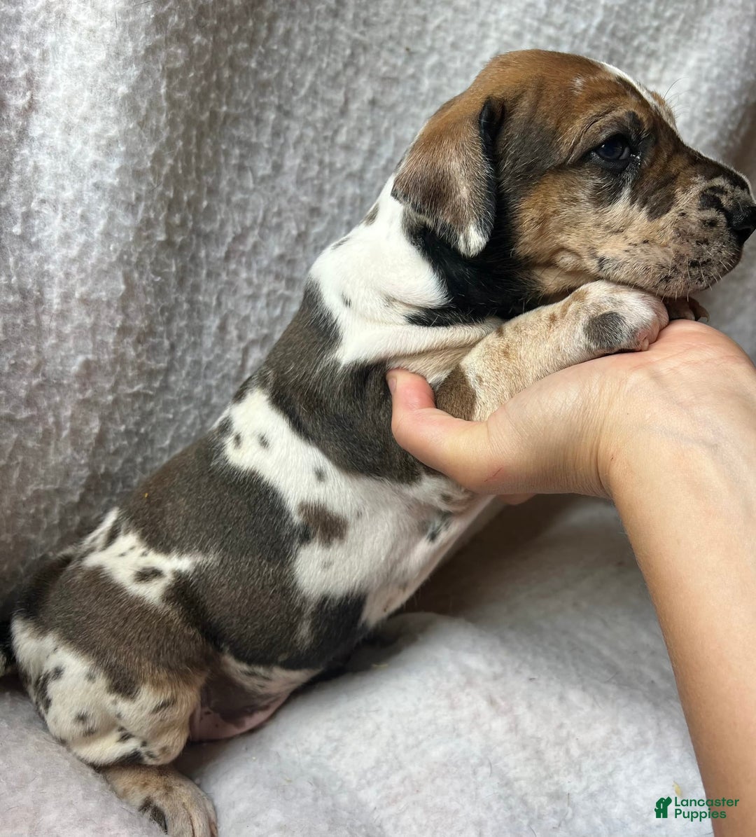 Great Dane dogs for sale: Root Beer - Image 3