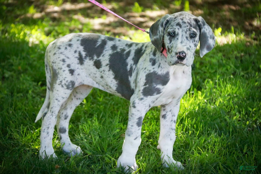 Great Dane dogs for sale: Jamaica - Image 14