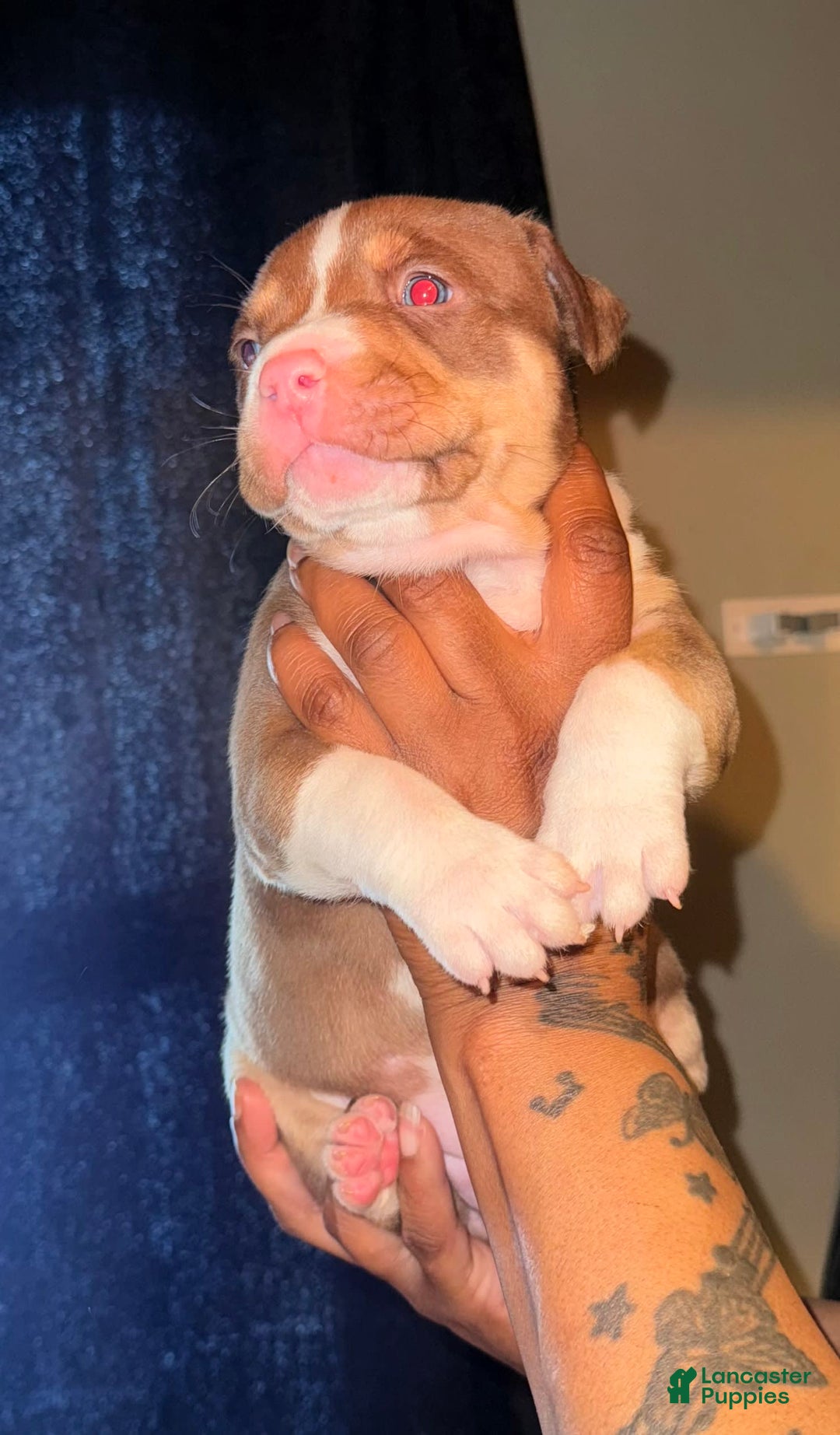 American Bully dogs for sale: Brookie - Image 3