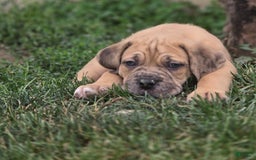 Cane Corso dogs for sale: Titan - Image 2
