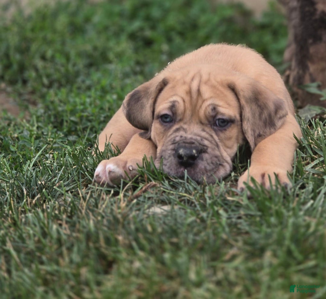 Cane Corso dogs for sale: Titan - Image 2
