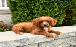 Cavapoo dogs for sale: Miracle - Image 12