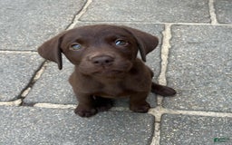Labrador Retriever dogs for sale: Rena - Image 4
