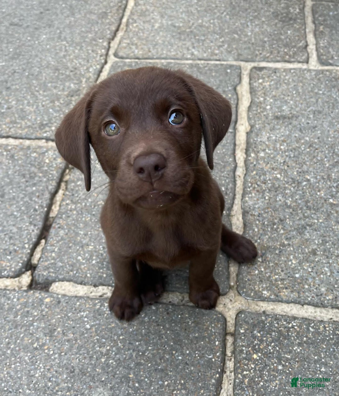 Labrador Retriever dogs for sale: Rena - Image 4