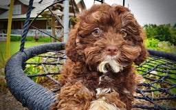 Havapoo dogs for sale: Tucker - Image 13
