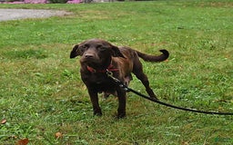 Labrador Retriever dogs for sale: Hezekiah - Image 4