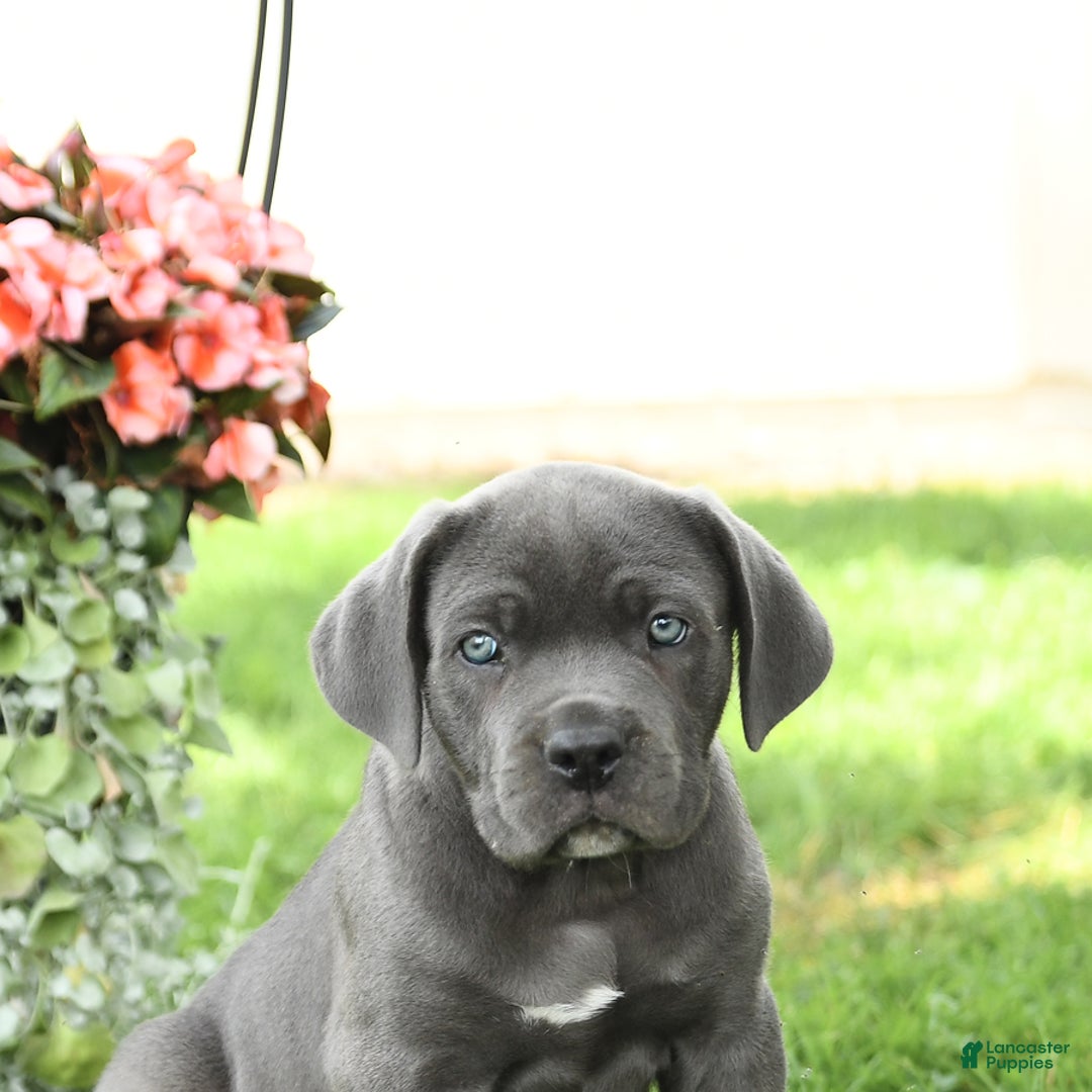 Cane Corso dogs for sale: Bruce - Image 5