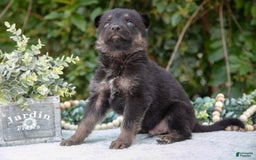 German Shepherd dogs for sale: Milo - Image 1