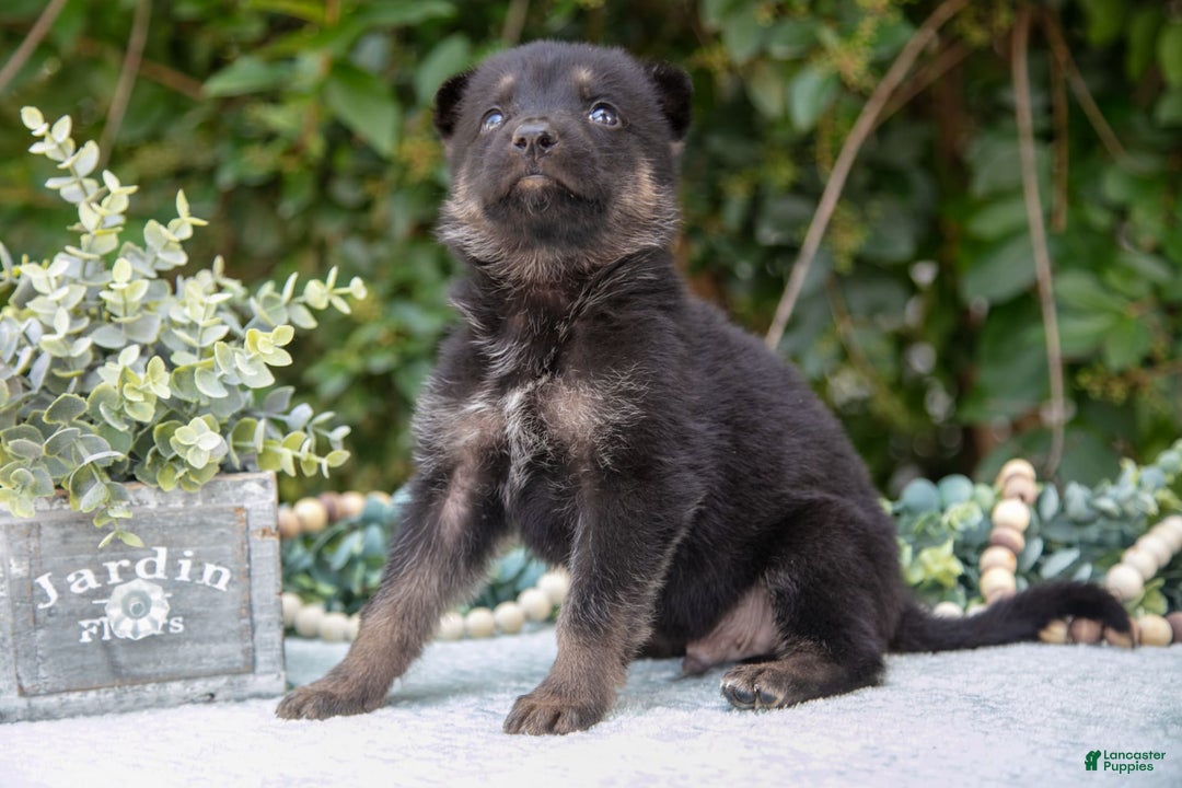 German Shepherd dogs for sale: Milo - Image 1