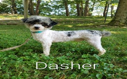 Miniature Poodle dogs for sale: Pippi - Image 10