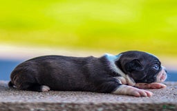 Boston Terrier dogs for sale: Dan - Image 3