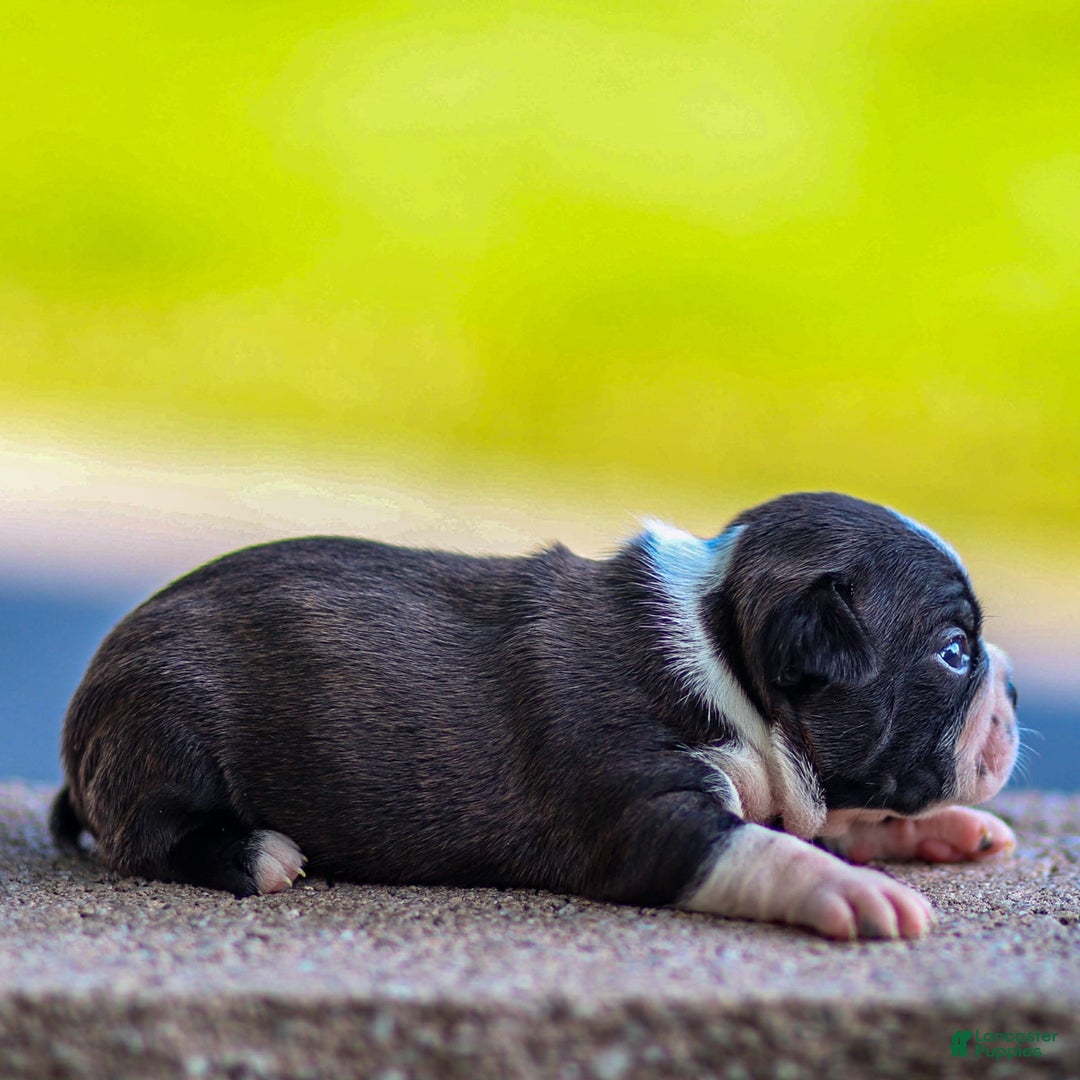 Boston Terrier dogs for sale: Dan - Image 3