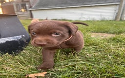 Labrador Retriever dogs for sale: Labrador Retriever 1 puppies - Image 2