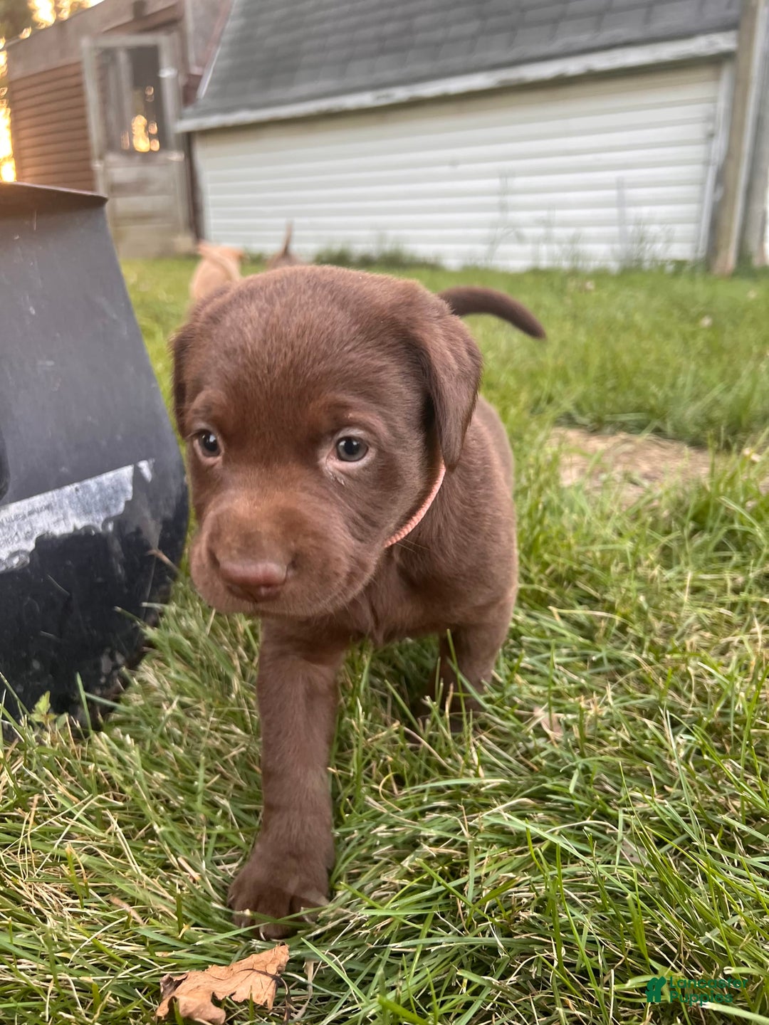 Labrador Retriever dogs for sale: Labrador Retriever 1 puppies - Image 2