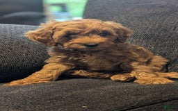 Cockapoo dogs for sale: Bailey - Image 5