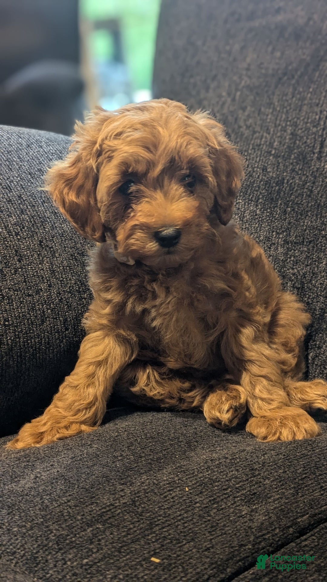 Cockapoo dogs for sale: Bailey - Image 5