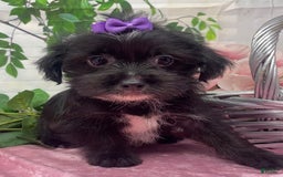 Shorkie dogs for sale: Little Prada - Image 13