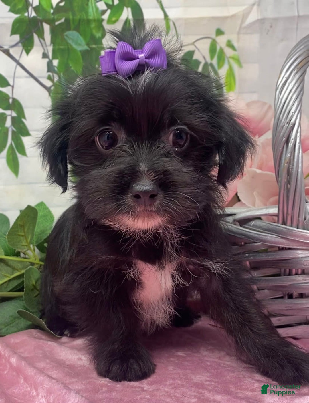 Shorkie dogs for sale: Little Prada - Image 13