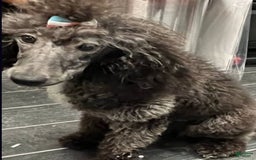 Aussiedoodle dogs for sale: Milly - Image 19