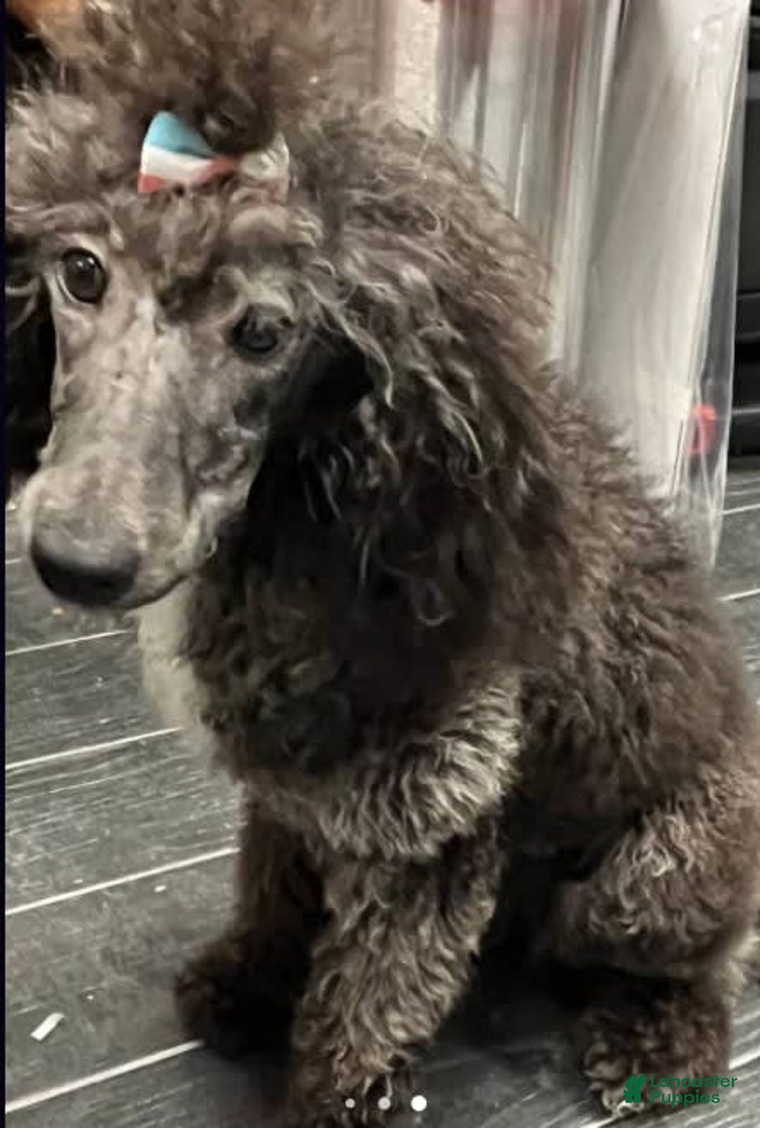 Aussiedoodle dogs for sale: Milly - Image 19