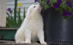 Great Pyrenees dogs for sale: Chloe - Image 6
