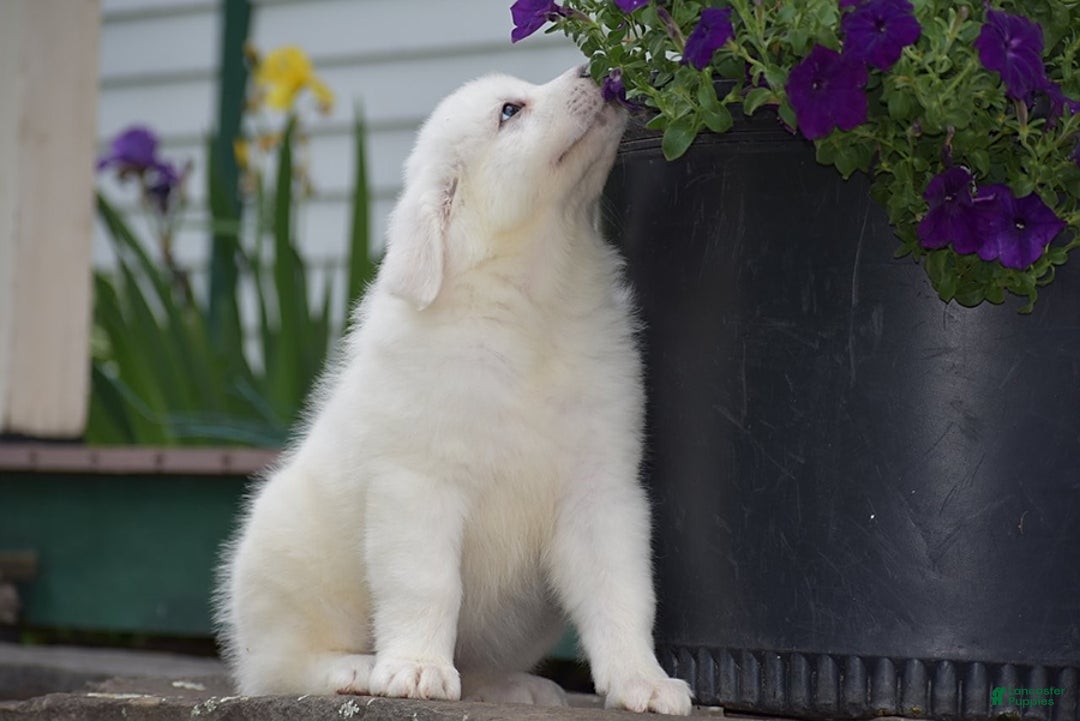 Great Pyrenees dogs for sale: Chloe - Image 6