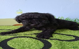Mini Aussiedoodle dogs for sale: Pepper - Image 3
